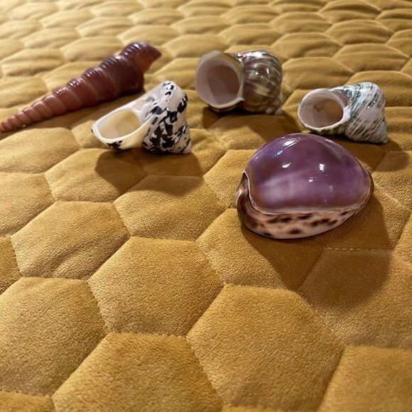 seashells(5) - Picture 2 of 7